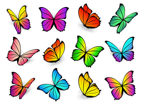 Butterflies isolated on white background. Vector flying colorful butterfly set with bright spring colours. Gradient beautiful icon collection. 