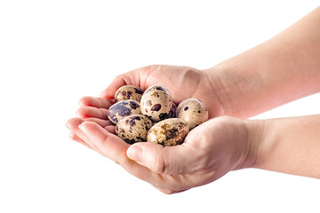 Quail eggs in hand isolated on white. Woman hold a quail egg. Organic product.