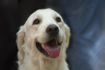 Dog breed labrador close-up portrait head smiling