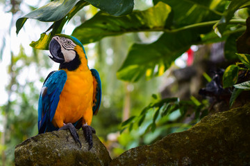 Parrot 