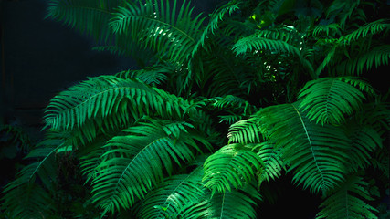 Fototapeta na wymiar Beautyful ferns leaves green foliage natural floral fern background in sunlight