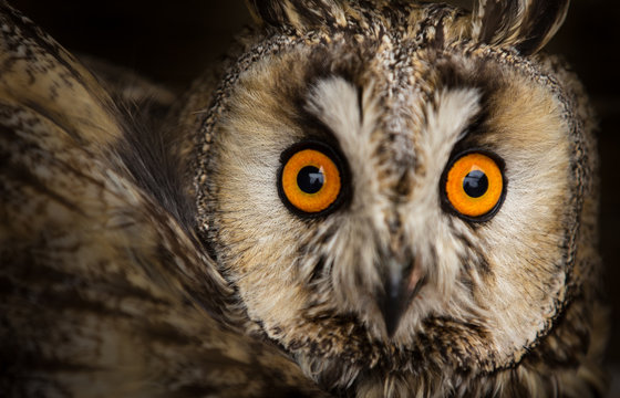 long-eared owl (Asio otus)