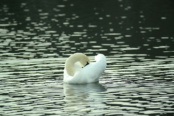 Schwan Portrait