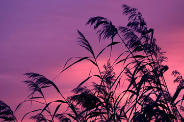 Reed plants with beautiful violet background. Sunrise sunset theme. - 193944479