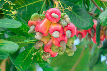 Cashew on the tree in the garden.