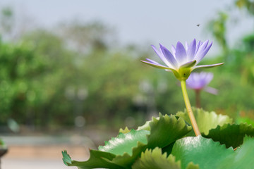 The colorful of purple lotus is in the water.