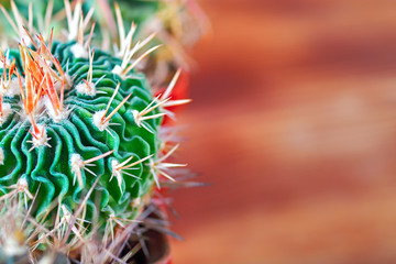 Fototapeta premium Beautiful green cactus with twisting ribs, flat needles on wooden blurred background. Copy space.