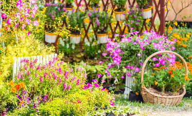 Home cozy garden on summer./ Flower pot in cozy home flower garden on summer.
