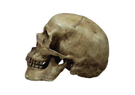 Beside of human skull isolate on whithe background, with clipping path..