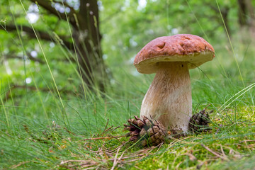 Pilz