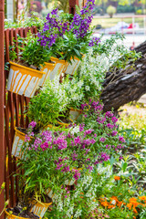 Fototapeta na wymiar Home cozy garden on summer./ Flower pot in cozy home flower garden on summer.