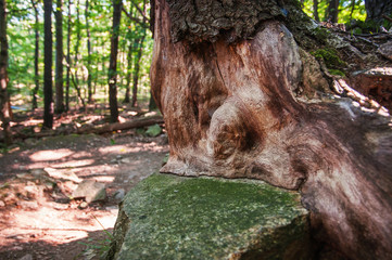 Trees in the Forrest, National Park Harz in Northern Germany