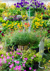 Obraz premium In cozy home garden on summer./ Vintage white bike and flowerpot in cozy home flowers garden on summer. 