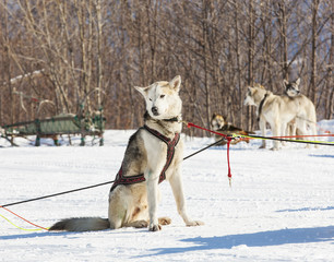 Husky sled dogs wait for a rest on the snow.