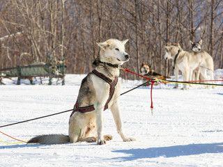 Husky sled dogs wait for a rest on the snow.