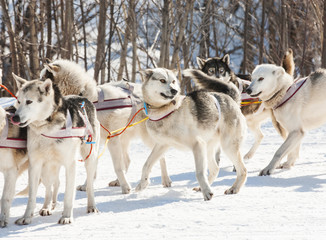 Siberian Husky in harness  ready to start.