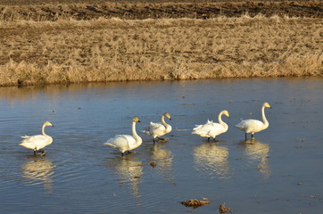 水田の白鳥