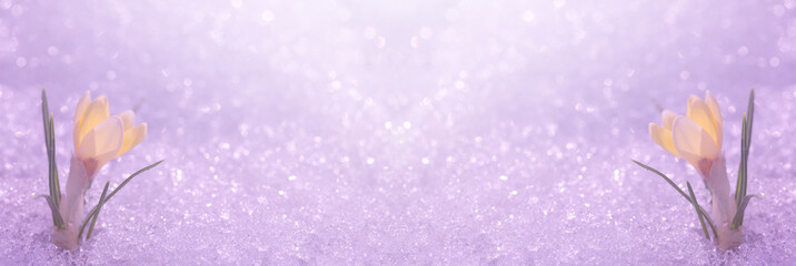 Crocuses are yellow on a background of brilliant purple snow. Place for text in the template for the Easter card.