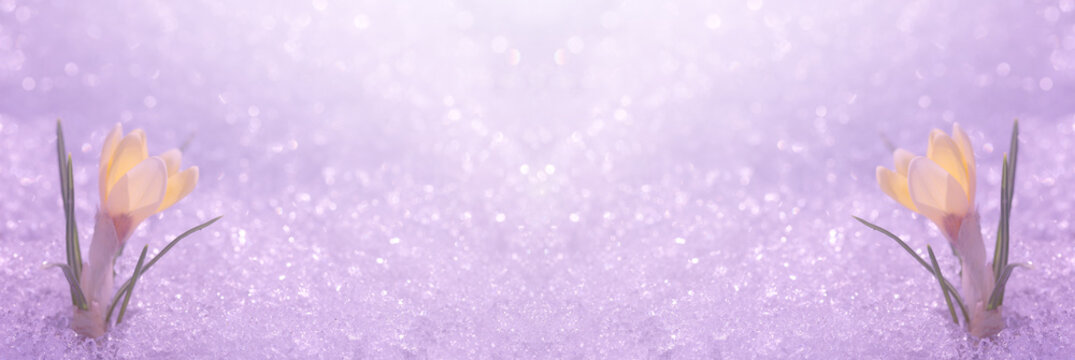 Fototapeta Crocuses are yellow on a background of brilliant purple snow. Place for text in the template for the Easter card.