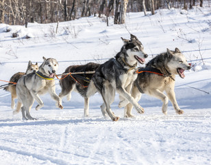 Husky dogs are pulling sledge at sunny winter forest in Kamchatka