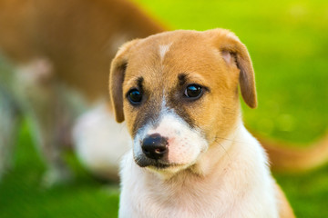 The puppy looks forward