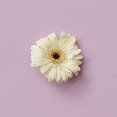 Selbstklebende Fototapeten White gerbera flower isolated on a pink background. Spring concept © artjazz