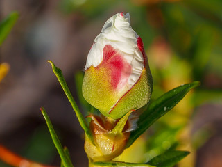 Gum Rockrose (Cistus ladanifer)