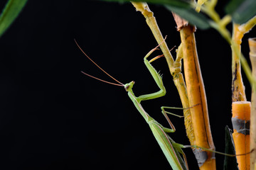 Mantis from family Sphondromantis (probably Spondromantis viridis) lurking on the green leaf