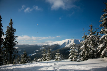 Landscape of trees with snow during sunny winter day in Czech mountains