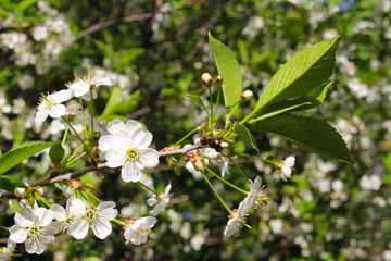 Apple flowers and fresh green leaves on branch in spring macro
