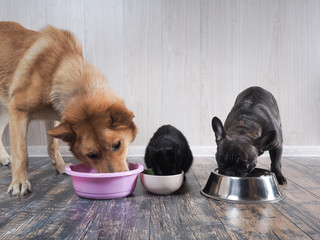 Dogs and cat eat animal feed from bowls together