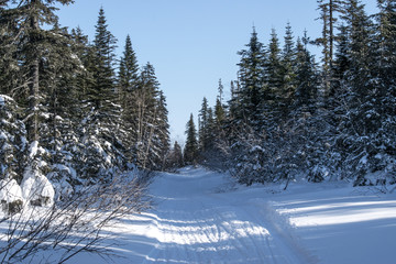 Winter mountain landscape with snow-covered fir trees