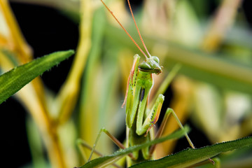 Mantis from family Sphondromantis (probably Spondromantis viridis) lurking on the green leaf