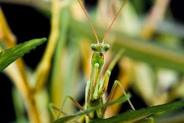 Mantis from family Sphondromantis (probably Spondromantis viridis) lurking on the green leaf