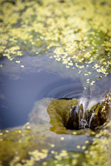duckweed in a fountain