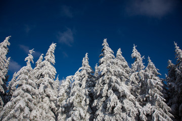 Landscape of trees with snow during beautiful sunny day in Krkono&scaron;e