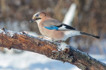 bird, nature, wildlife, jay