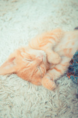 Little red kitten. The kitten lies on the fluffy carpet at home. Lovely Home Kitten
