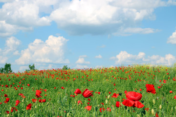 Poppies flower meadow and blue sky landscape spring season