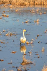 水田の白鳥