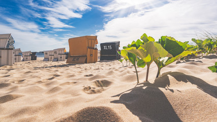 Obraz premium Ein Sandstrand mit Strandkörben bei Sonnenschein und im Hintergrund die historische Seebrücke von Ahlbeck