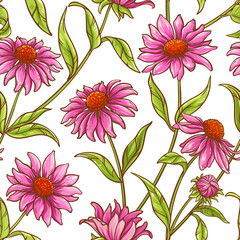 echinace purpurea vector pattern