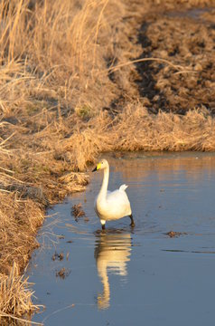 水田の白鳥