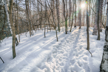 The sun through the trees in the forest