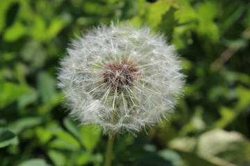 Dandelion