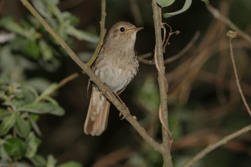 bird, nature, wildlife, nightingale 