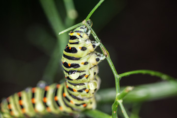 Schwalbenschwanzraupe