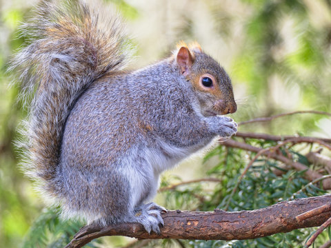 Close up of a Grey Squirrel sitting on a Fir Tree branch feeding.
