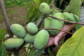 Indianerbanane