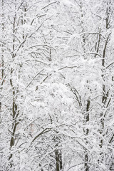 Snow covered trees